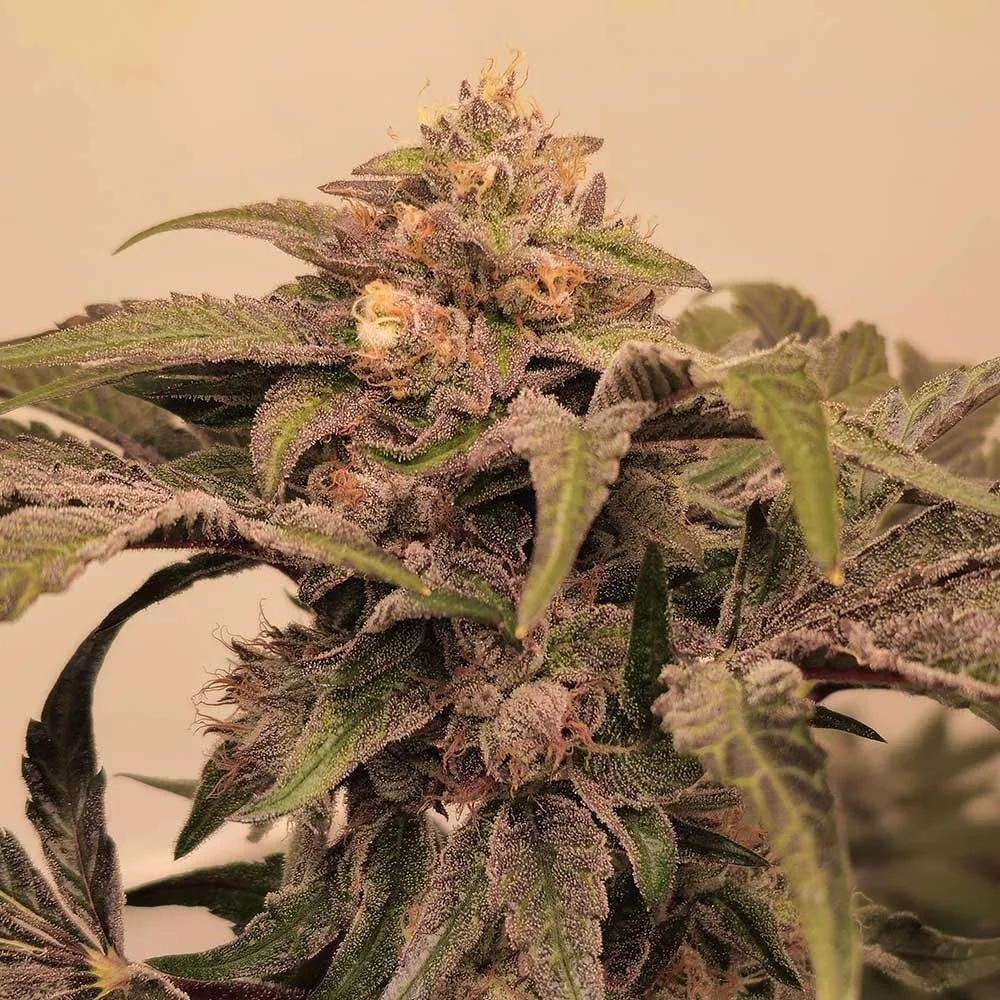 Sementes feminizadas Pink Zowahh – Karma Genetics