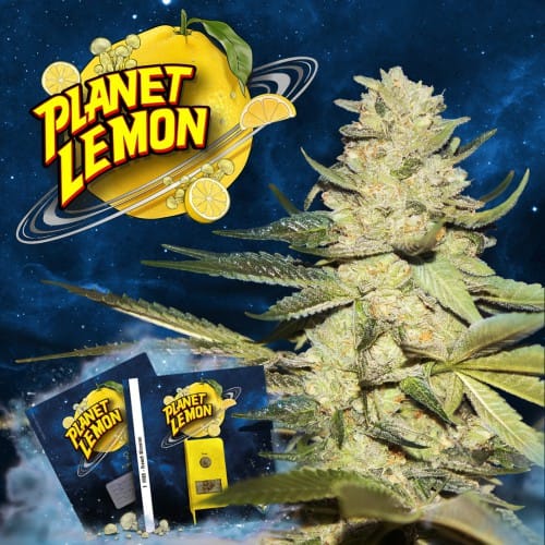 Sementes feminizadas Planet Lemon Female by T.H.Seeds