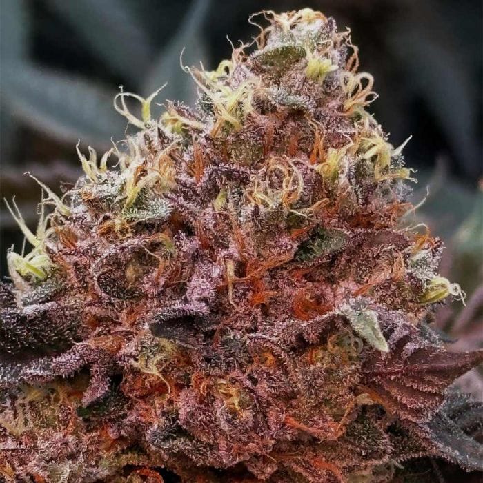 Genética de cannabis Prisma – Hortilab – foto 4