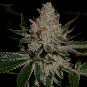 Dosidos (3+1) - Archive Seed Bank