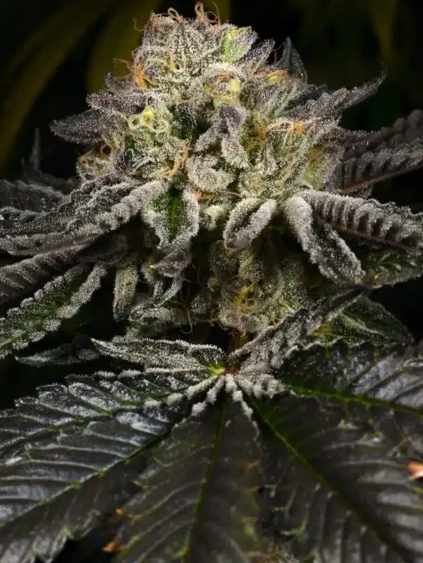 Sementes feminizadas Purp Skurp – Archive Seed Bank