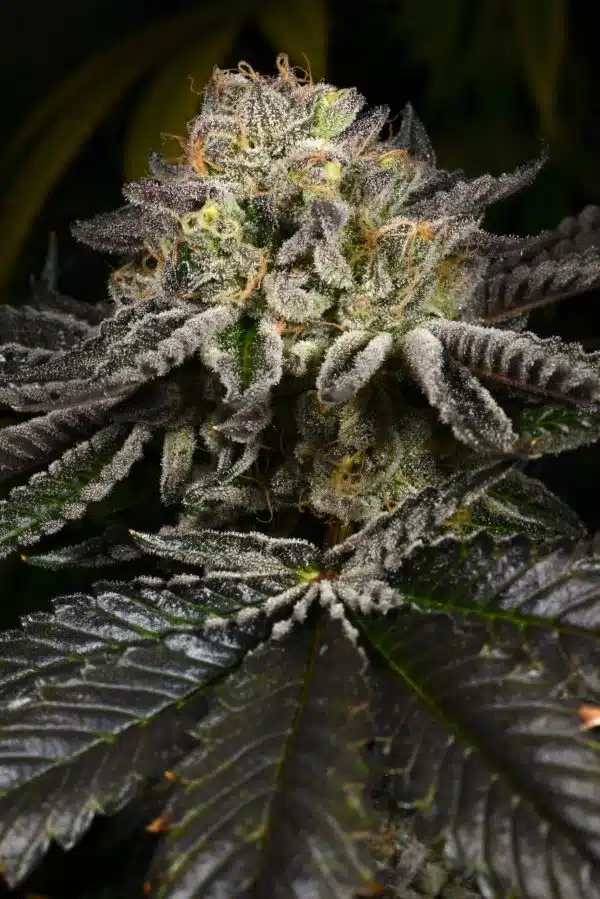 Sementes feminizadas Purp Skurp – Archive Seed Bank