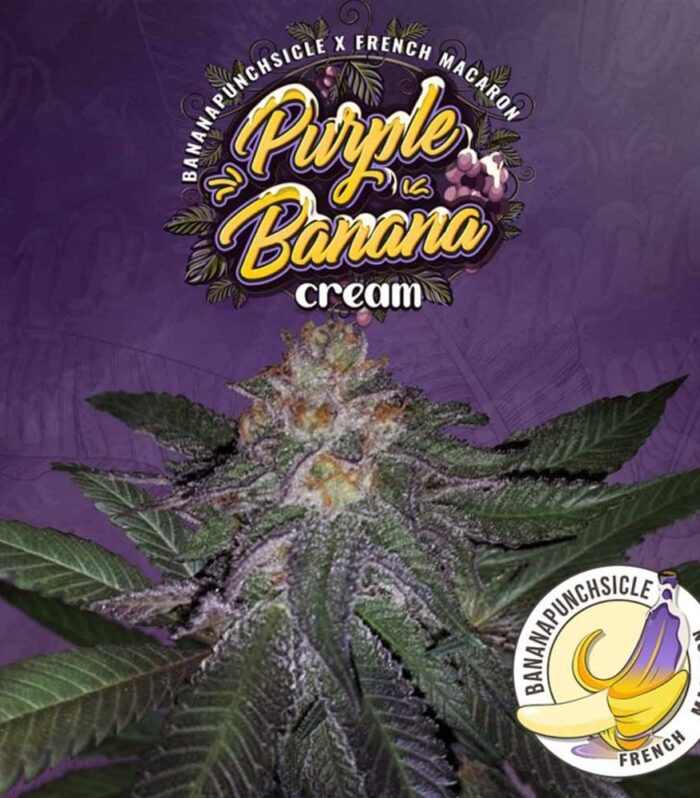 Sementes feminizadas Purple Banana Cream Female by T.H.Seeds