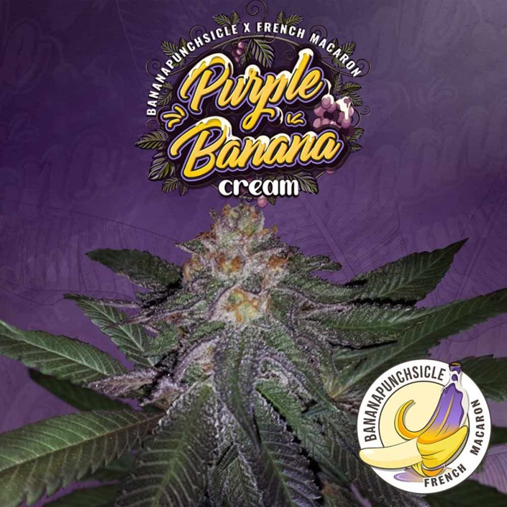 Sementes feminizadas Purple Banana Cream Female by T.H.Seeds