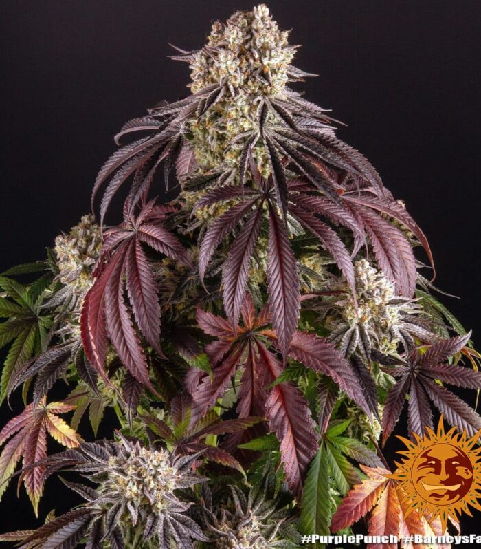 Sementes feminizadas Purple Punch by Barneys Farm