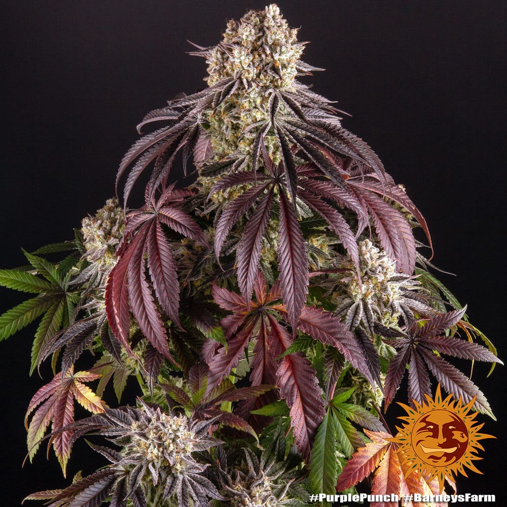 Sementes feminizadas Purple Punch by Barneys Farm