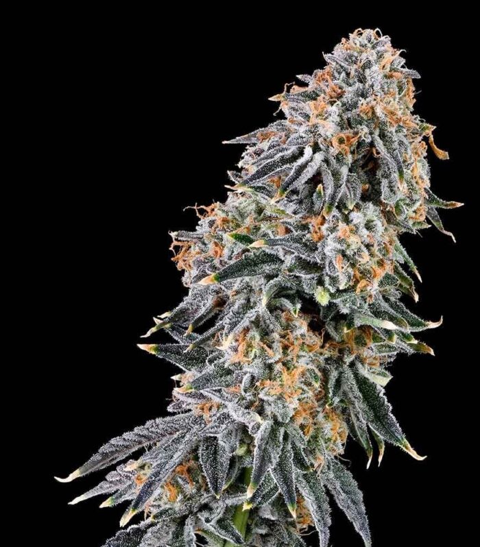 Sementes feminizadas Rainbow Fuel – Grounded Genetics