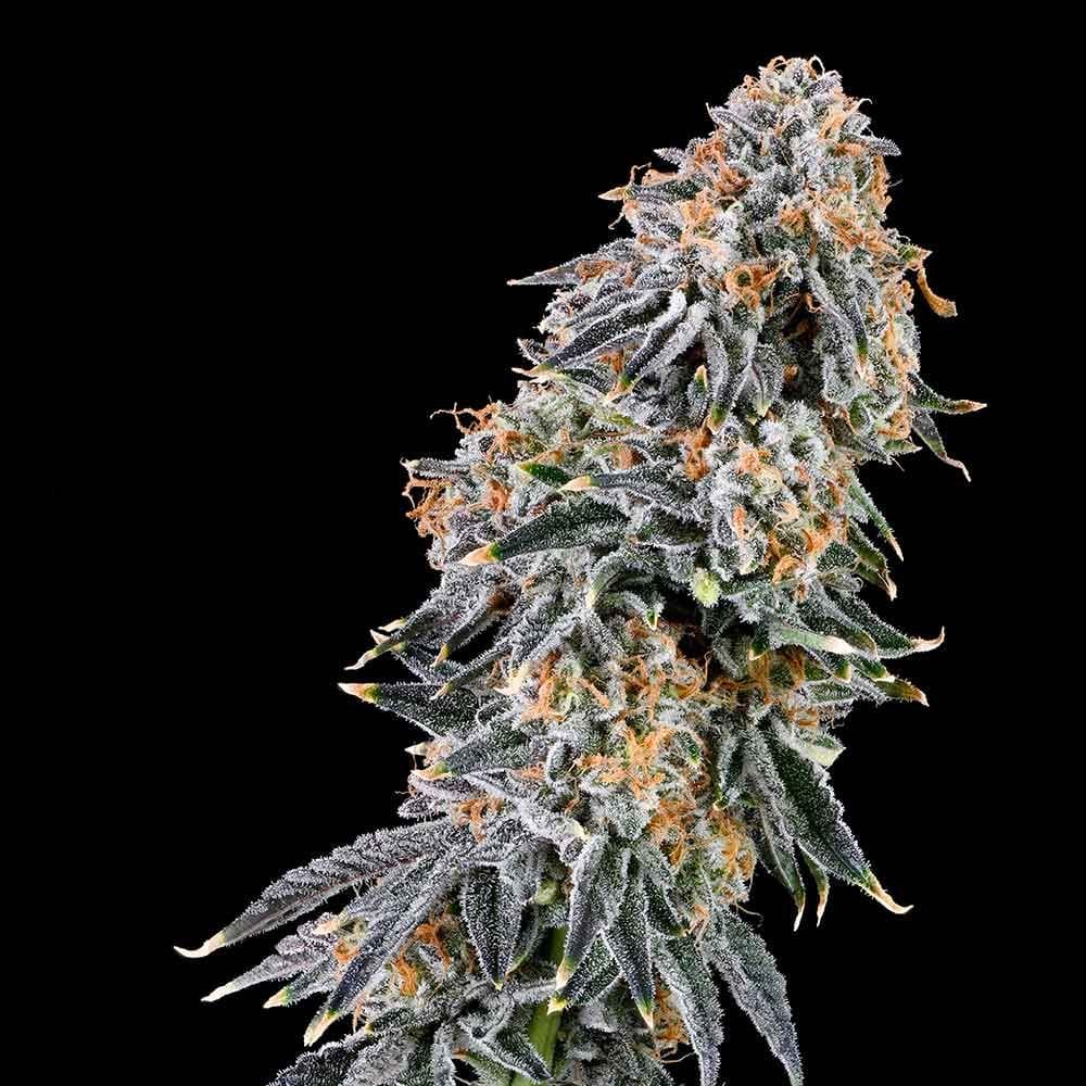 Sementes feminizadas Rainbow Fuel – Grounded Genetics