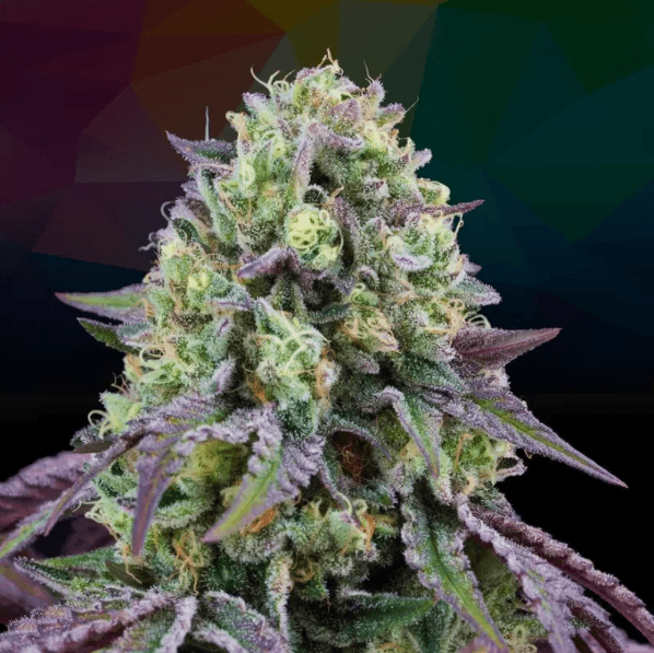 Genética de cannabis Rainbow Triangle – Perfect Tree – foto 2