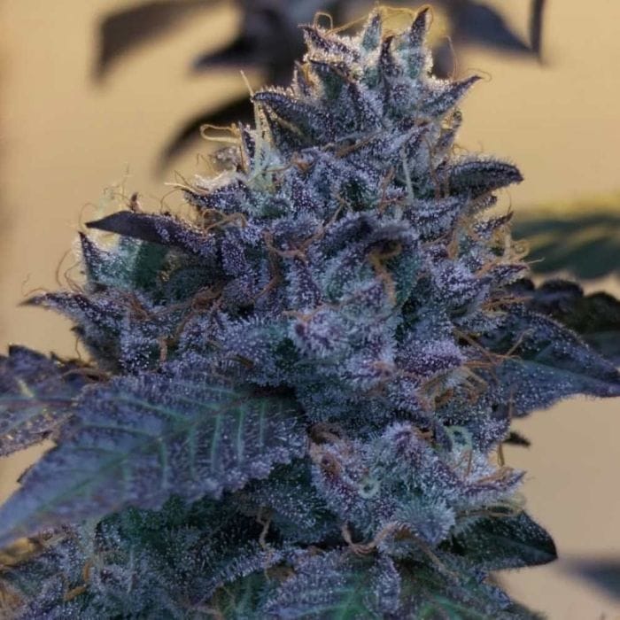 Sementes feminizadas Raspberry Z – Grounded Genetics