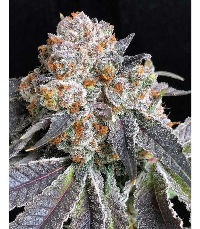 Sementes feminizadas Rated R – Symbiotic Genetics