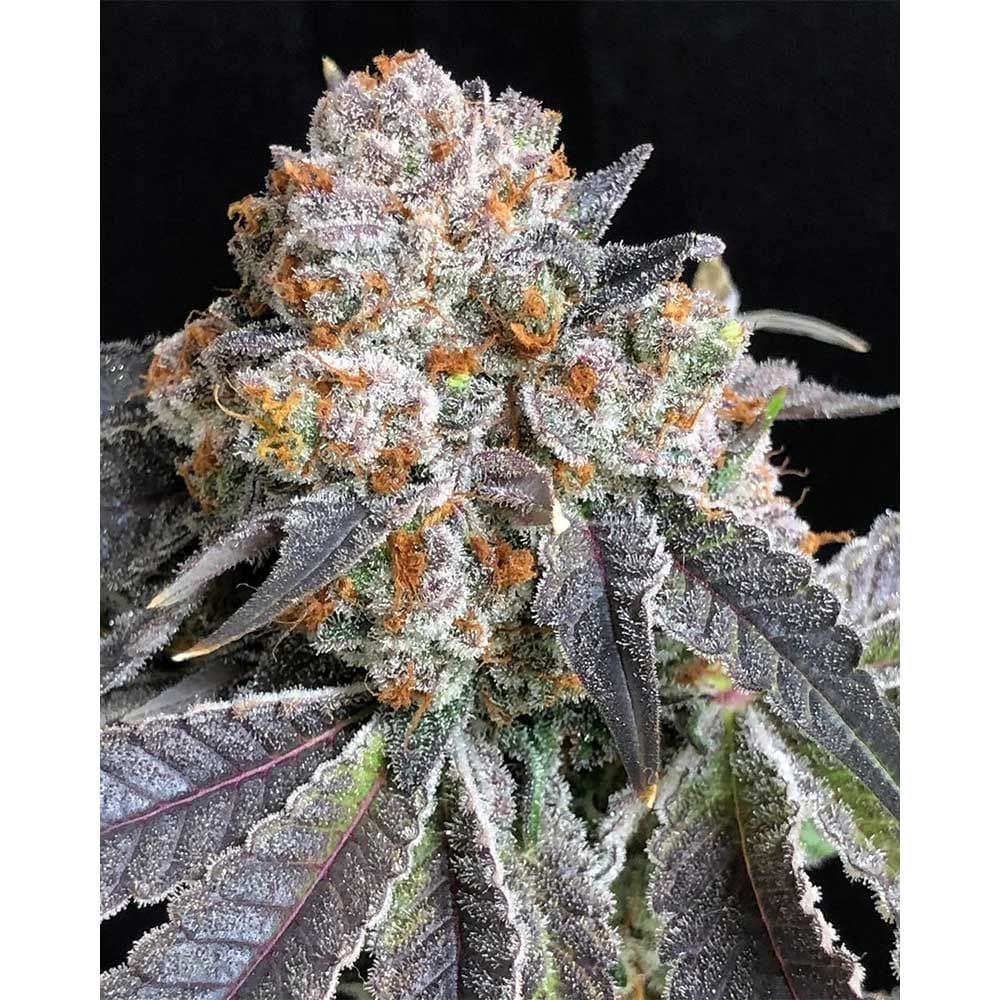 Sementes feminizadas Rated R – Symbiotic Genetics