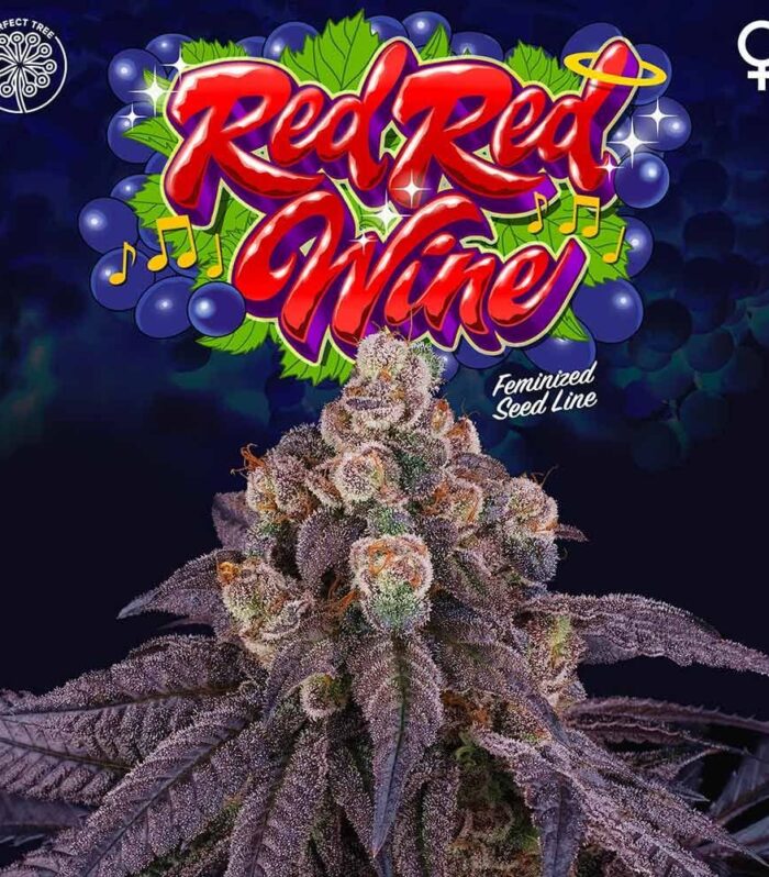 Sementes feminizadas Red Red Wine – Perfect Tree