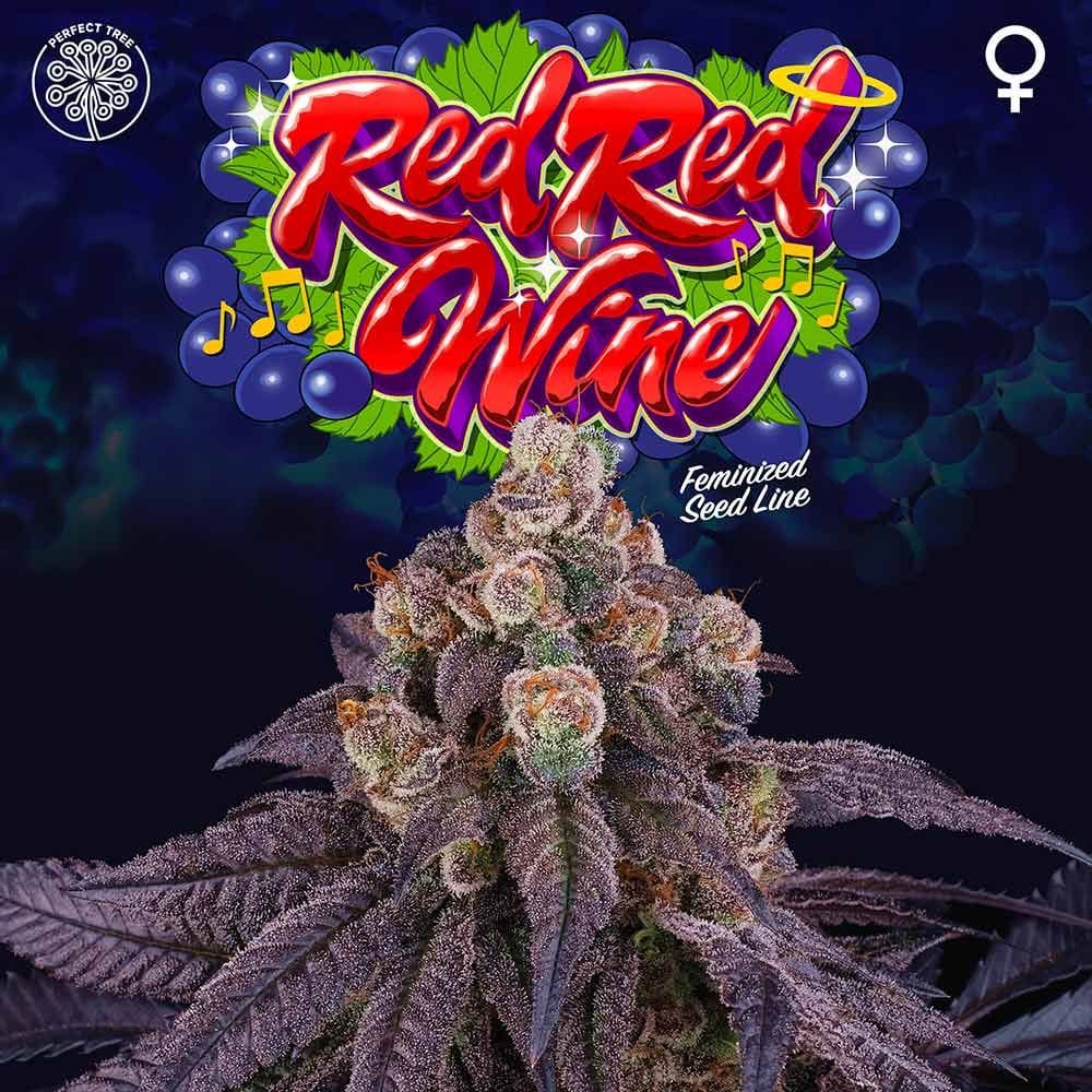 Sementes feminizadas Red Red Wine – Perfect Tree