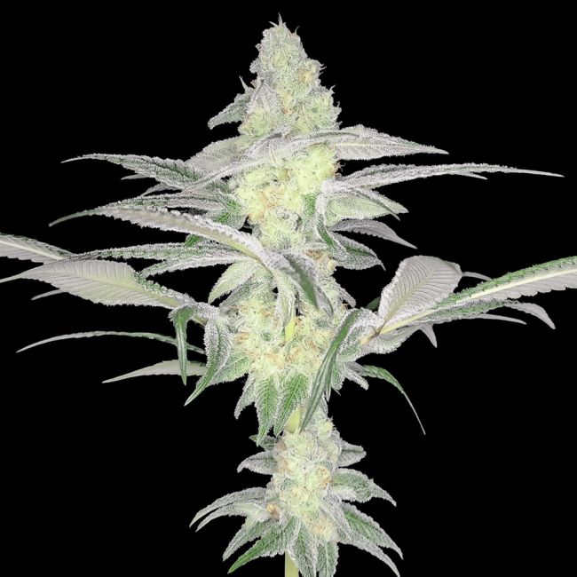 Sementes regulares Rootbeer Breeze – Arcana Collective