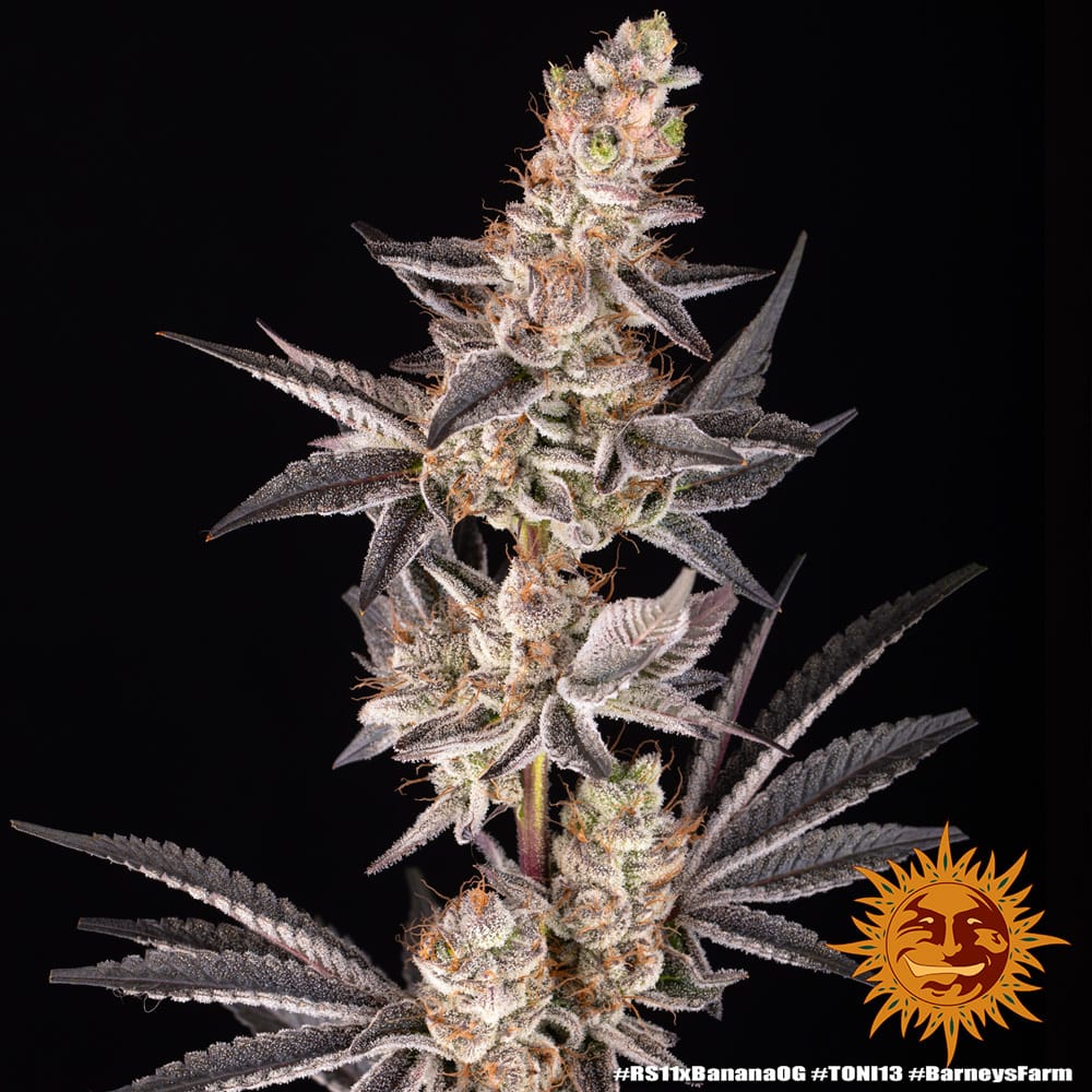 Genética de cannabis RS11 Strain x Banana OG – Barneys Farm – foto 3