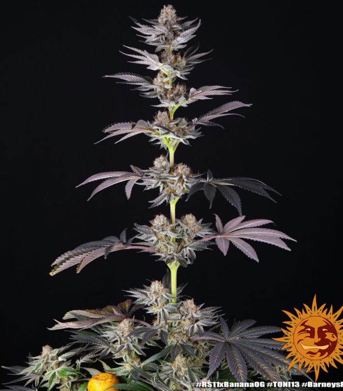 Sementes feminizadas RS11 Strain x Banana OG – Barneys Farm