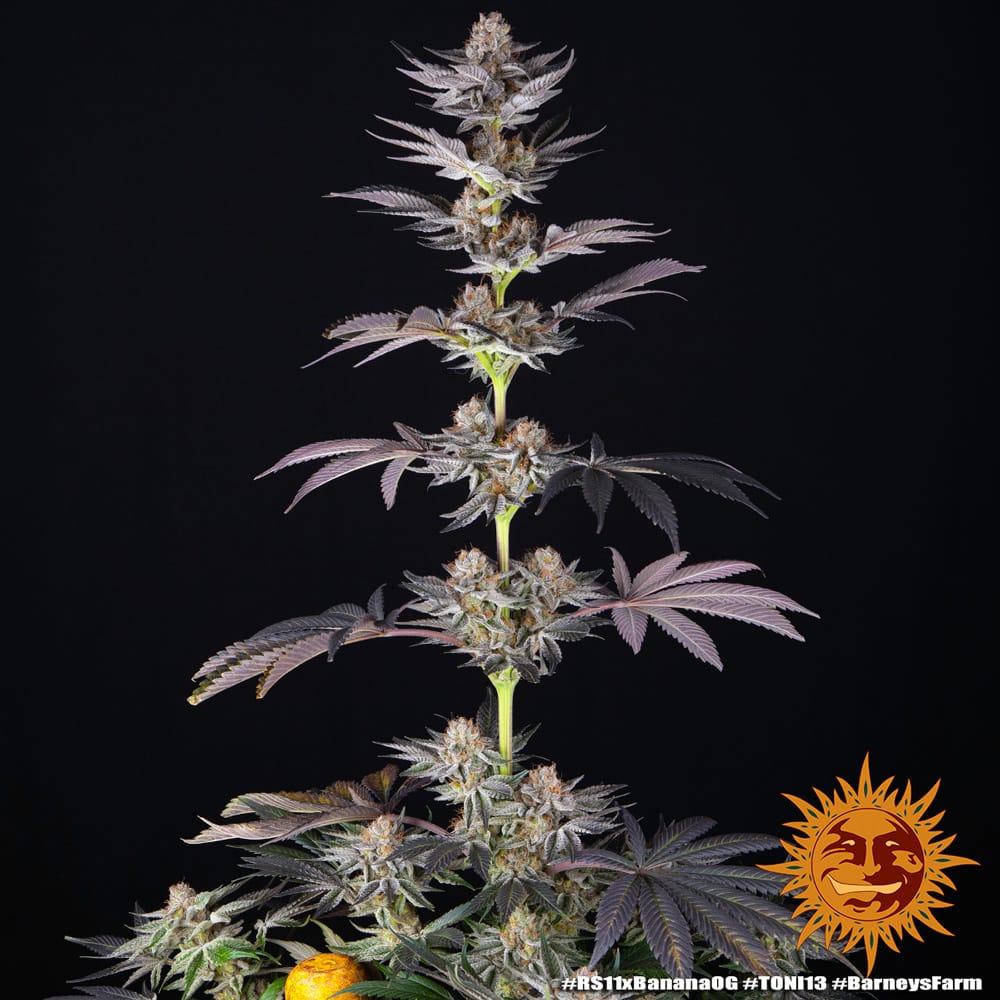 RS11 Strain x Banana OG – Cítrico Frutas Vermelhas