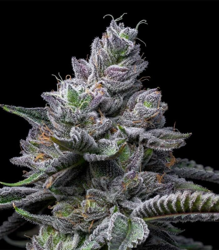 Sementes feminizadas RS11 x Hollywood – Cookies Seed Bank