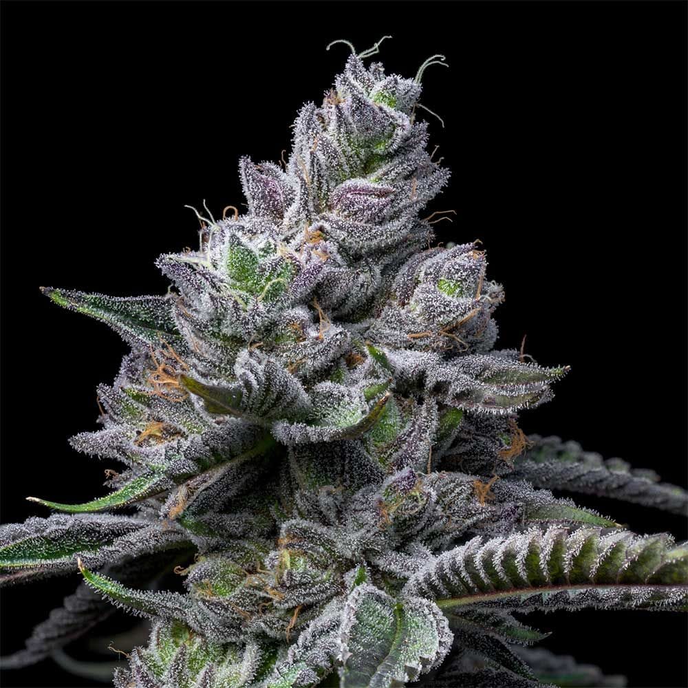 Sementes feminizadas RS11 x Hollywood – Cookies Seed Bank