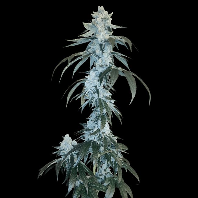 Sementes regulares Rudy – Arcana Collective