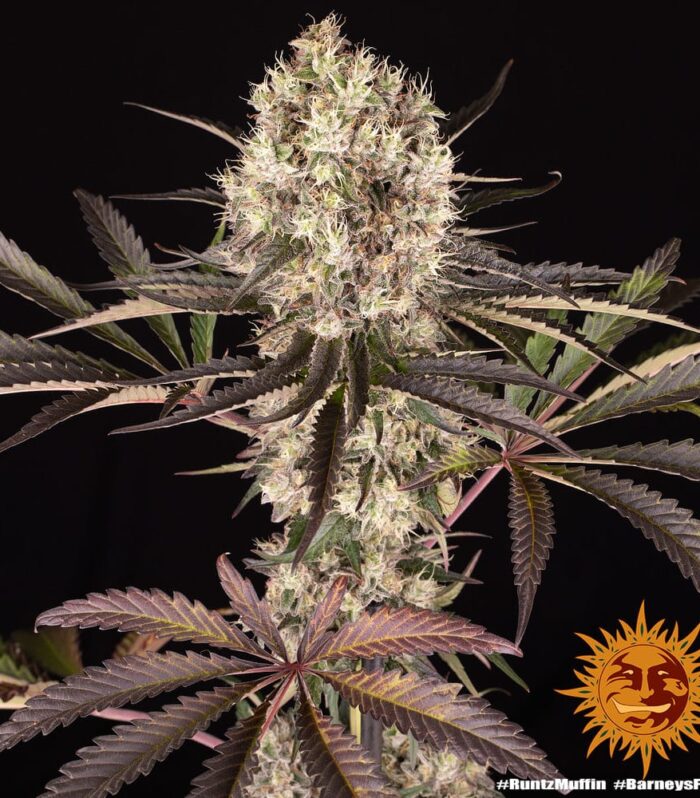 Sementes feminizadas Runtz Muffin by Barneys Farm