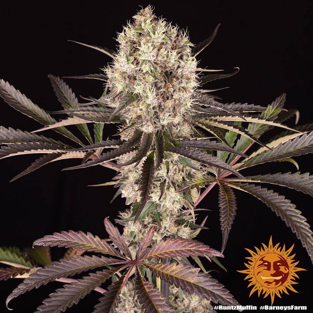 Sementes feminizadas Runtz Muffin by Barneys Farm