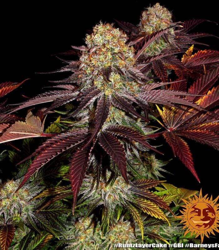 Sementes feminizadas Runtz x Layer Cake  – Barneys Farm