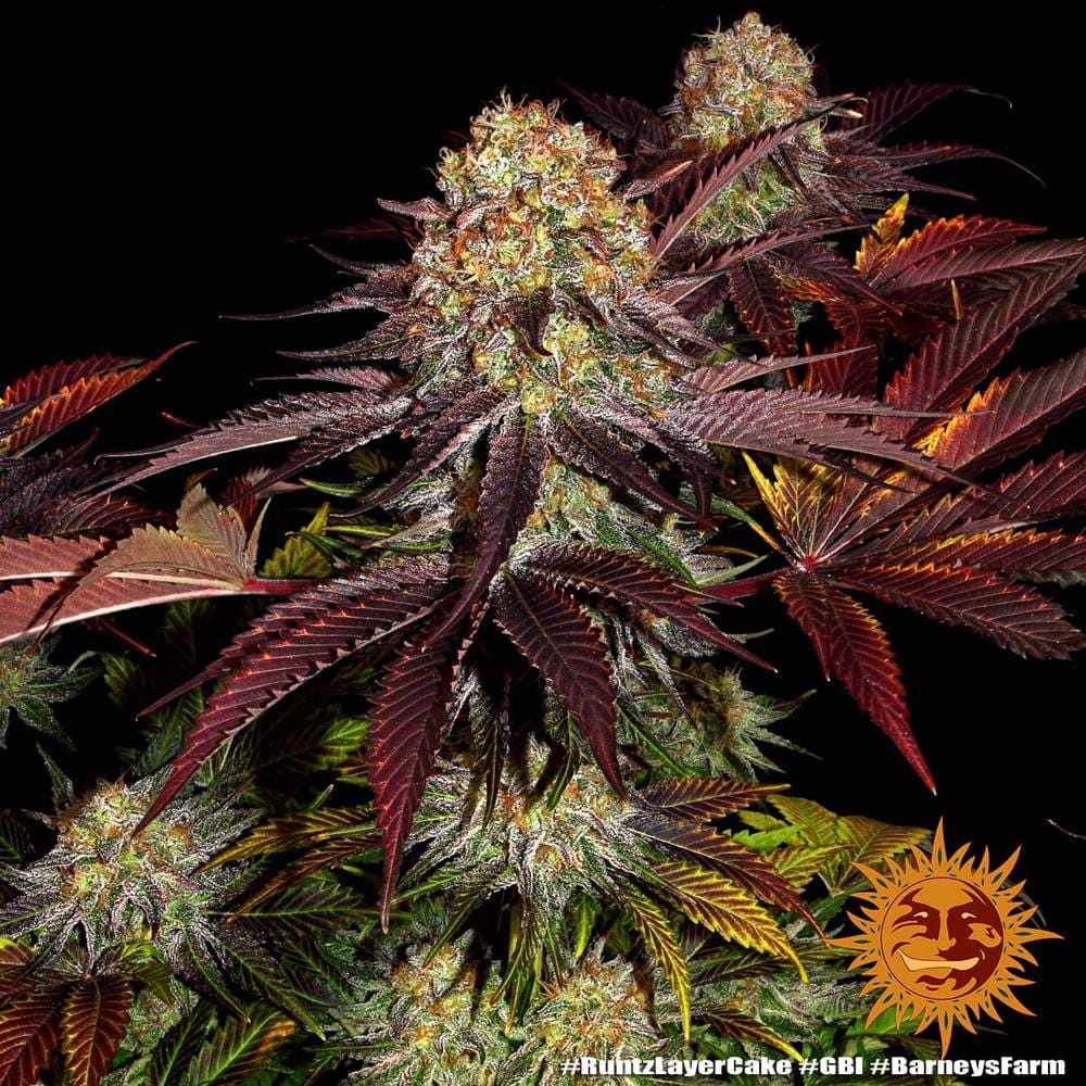 Sementes feminizadas Runtz x Layer Cake  – Barneys Farm