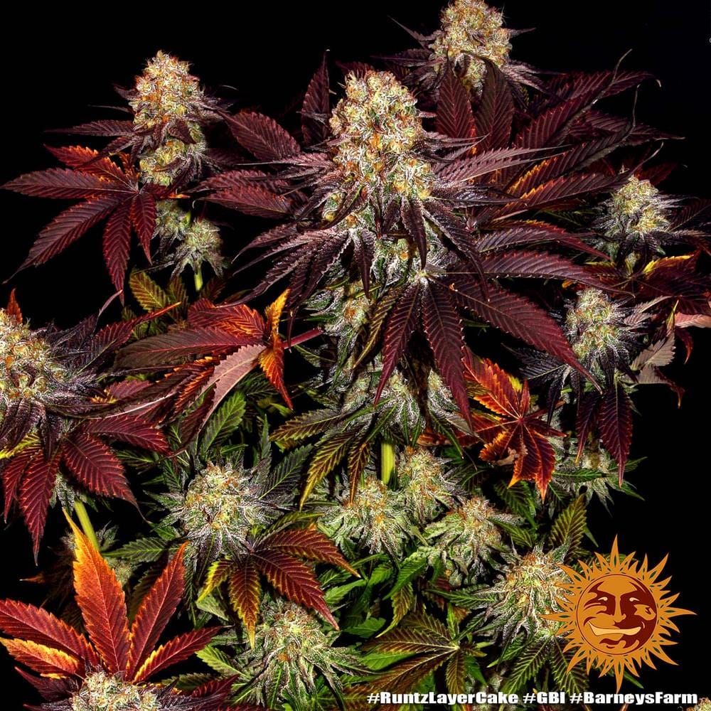 Genética de cannabis Runtz x Layer Cake  – Barneys Farm – foto 4