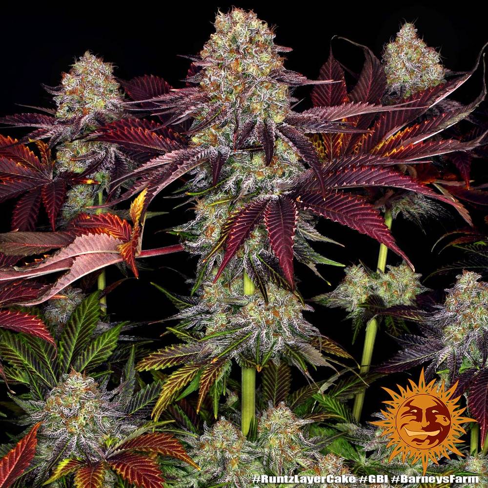 Genética de cannabis Runtz x Layer Cake  – Barneys Farm – foto 3
