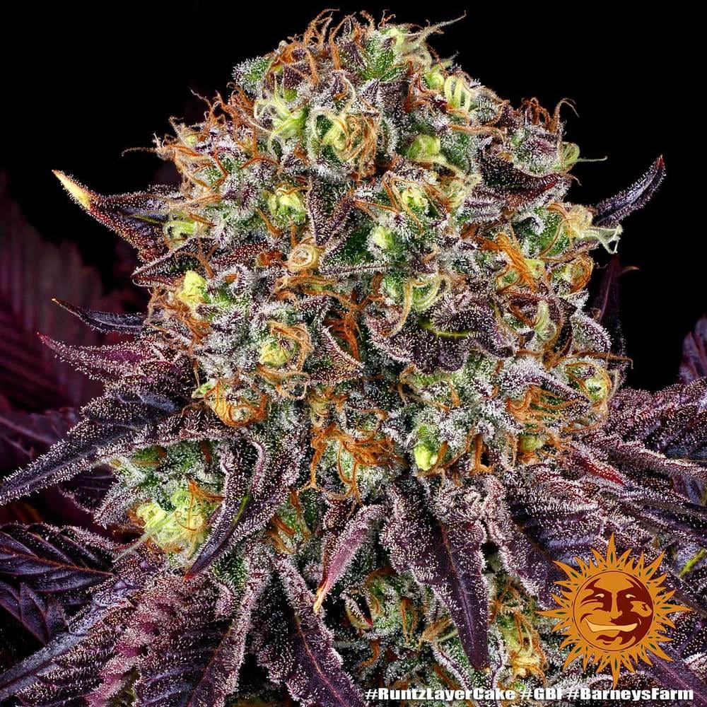 Genética de cannabis Runtz x Layer Cake  – Barneys Farm – foto 2