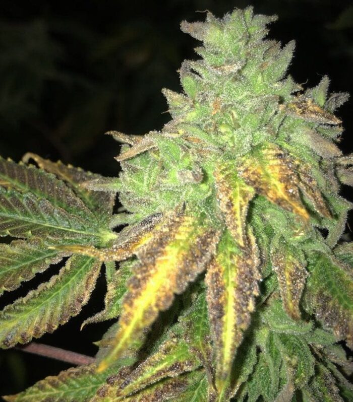 Sementes feminizadas Shiloh Z Female by Massive Creations x T.H.Seeds