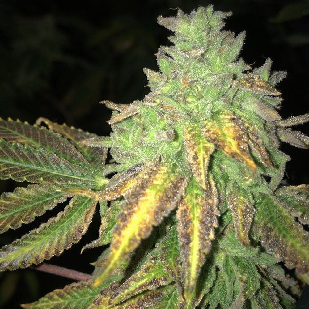 Sementes feminizadas Shiloh Z Female by Massive Creations x T.H.Seeds