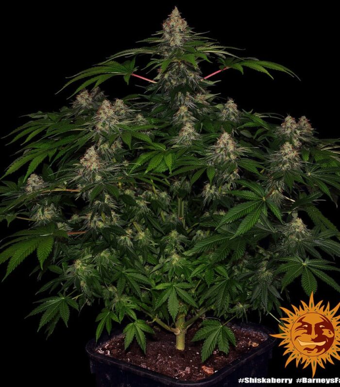 Sementes feminizadas Shiskaberry  – Barneys Farm