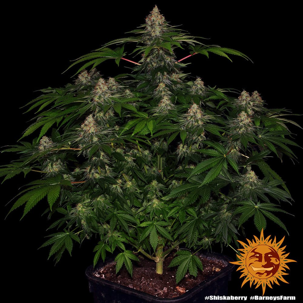 Sementes feminizadas Shiskaberry  – Barneys Farm