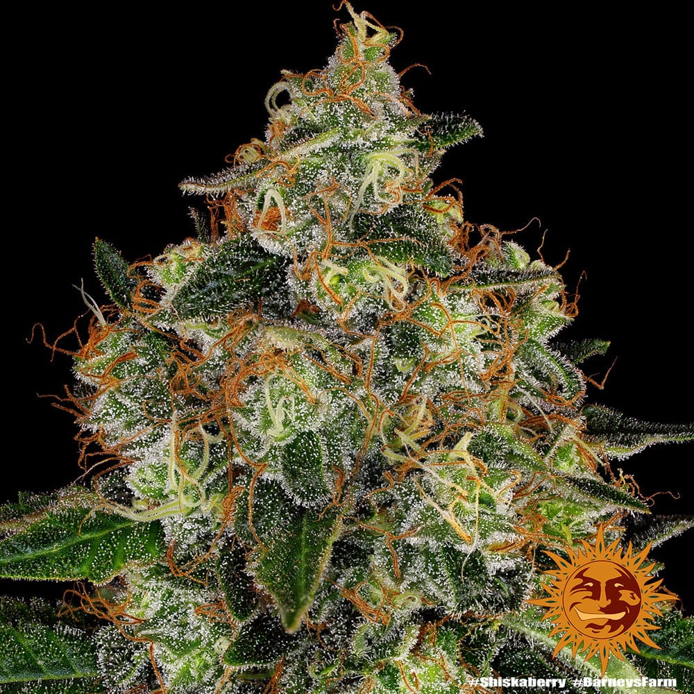 Genética de cannabis Shiskaberry  – Barneys Farm – foto 3