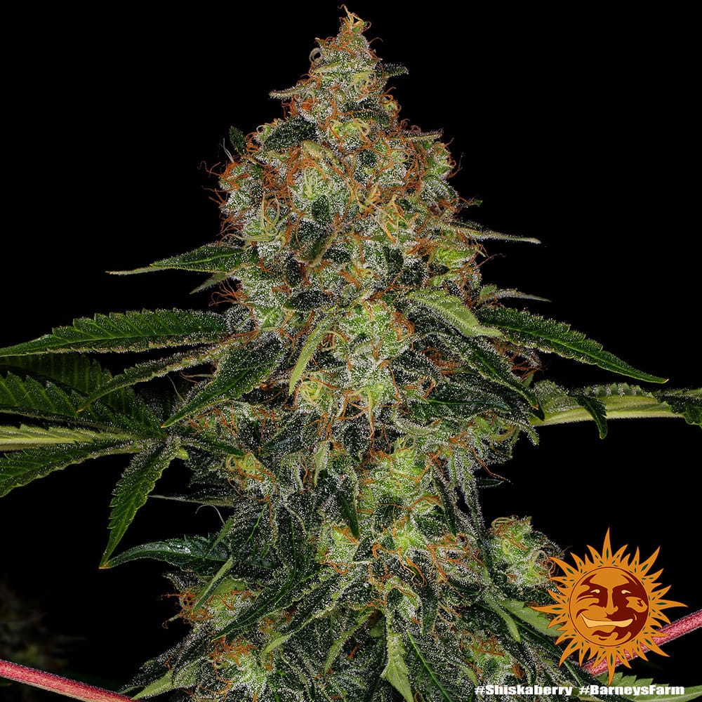 Genética de cannabis Shiskaberry  – Barneys Farm – foto 2
