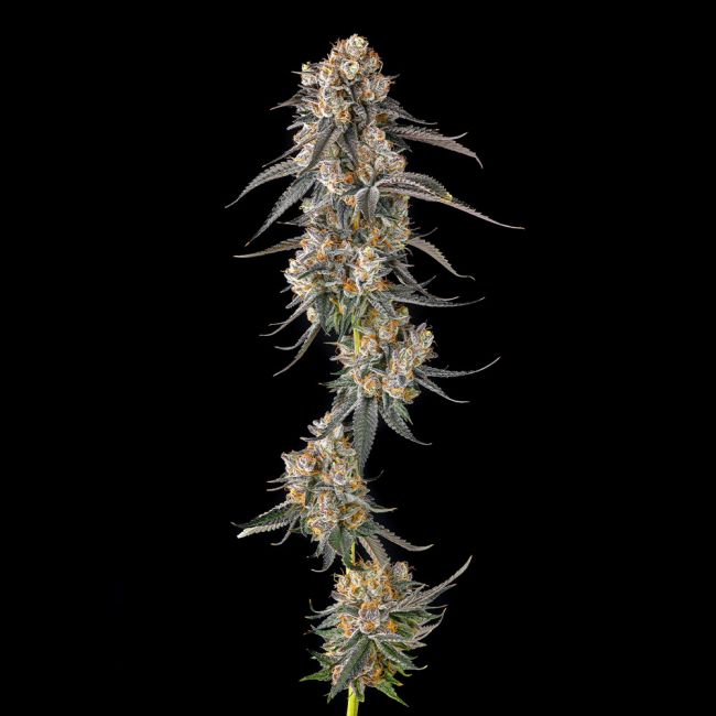 Sementes feminizadas Solazo – Compound Genetics