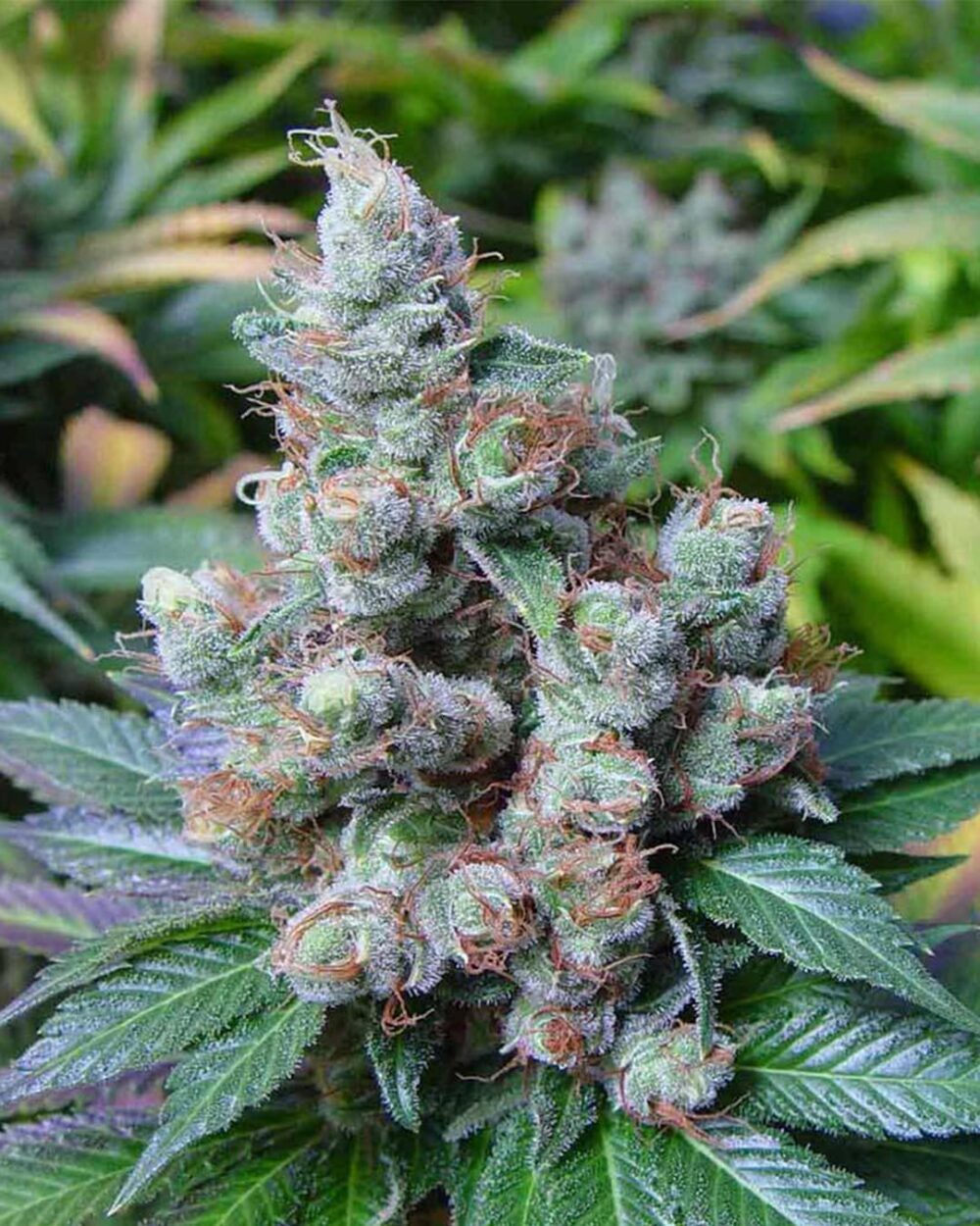Genética de cannabis New York City Diesel – Soma's Seeds – foto 2