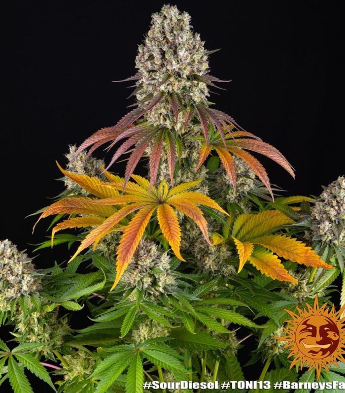 Sementes feminizadas Sour Diesel – Barneys Farm