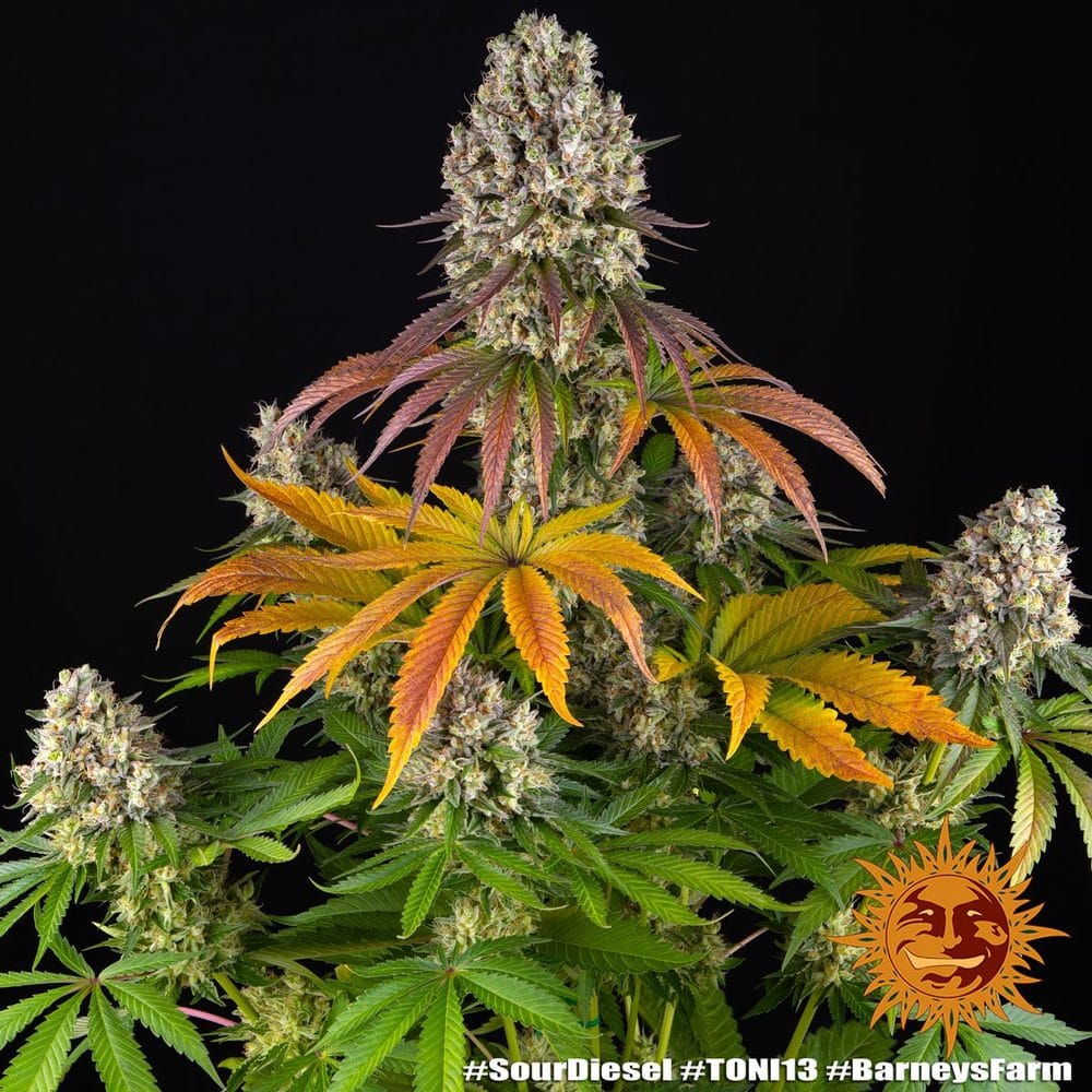 Sementes feminizadas Sour Diesel – Barneys Farm