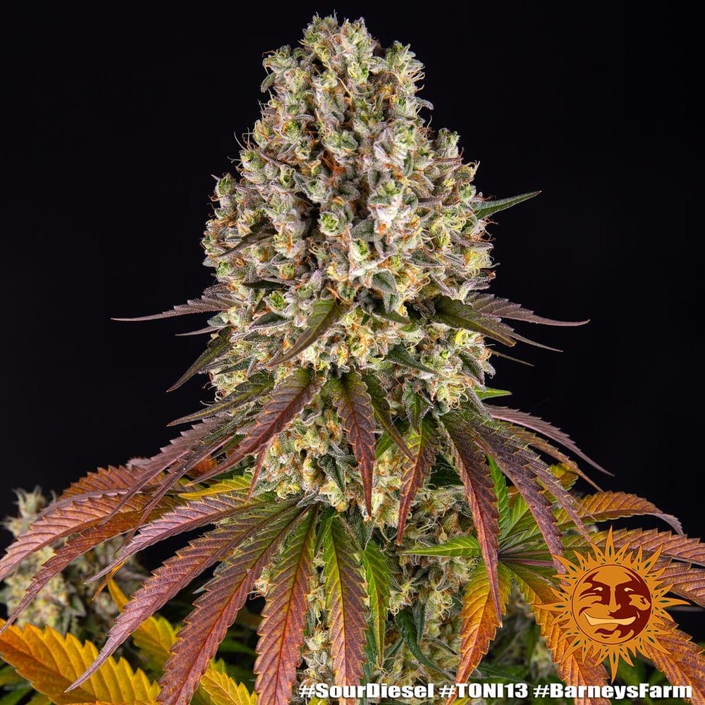 Genética de cannabis Sour Diesel – Barneys Farm – foto 2