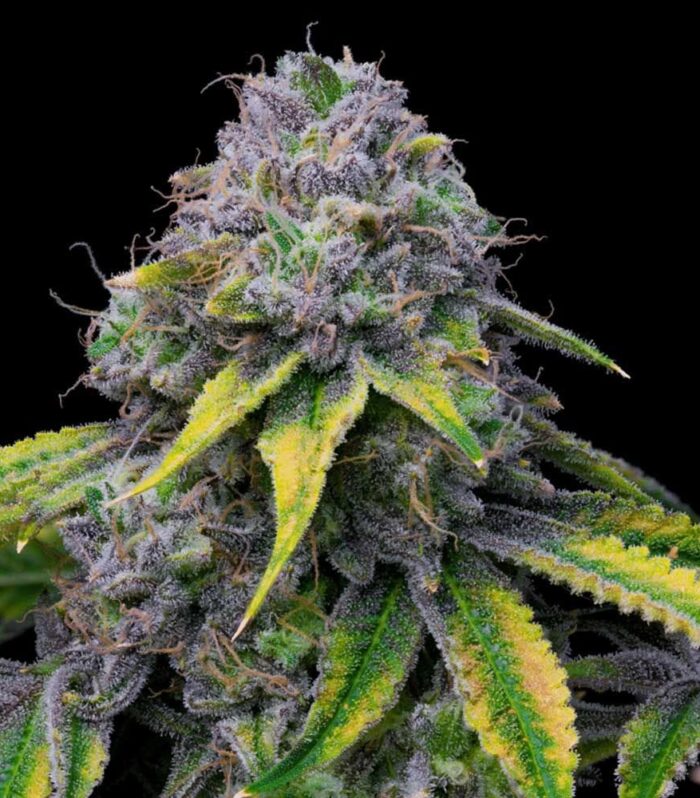 Sementes feminizadas Sour Dubb x Hollywood – Cookies Seed Bank