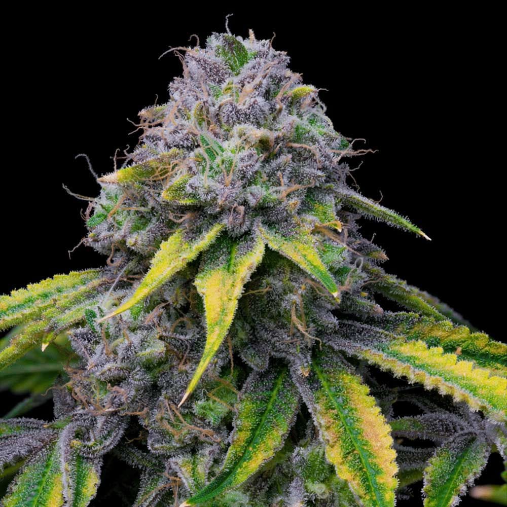 Sementes feminizadas Sour Dubb x Hollywood – Cookies Seed Bank