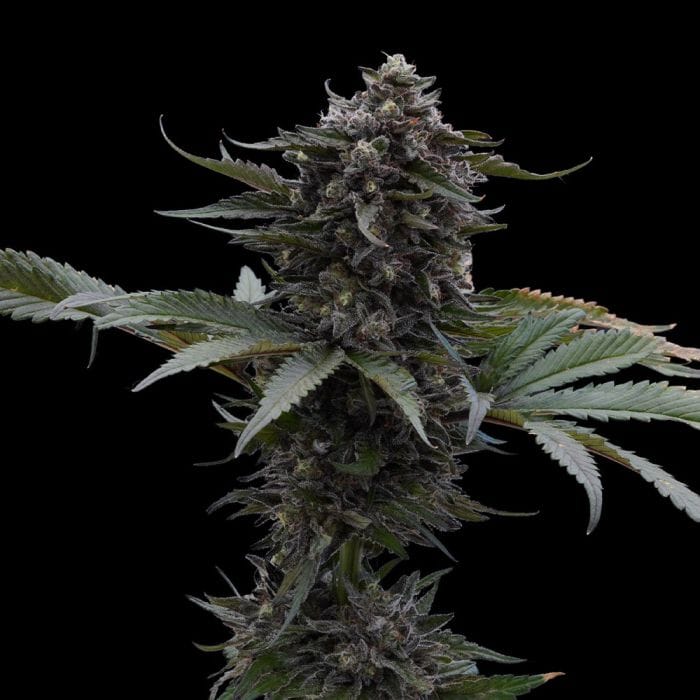 Sementes feminizadas Sour Wolf – Ziplock Seeds