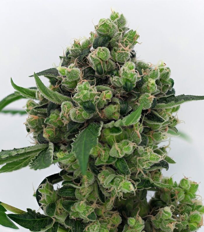 Sementes regulares Sowahh – Karma Genetics