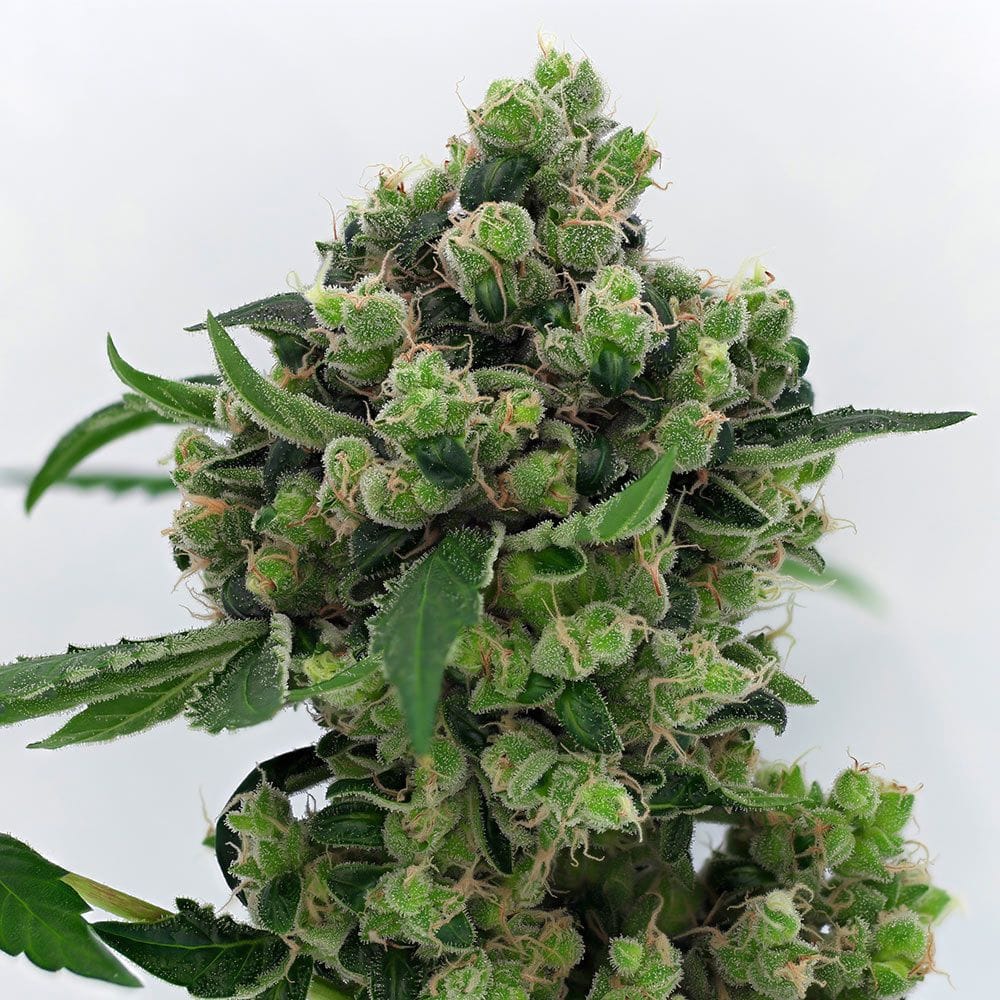 Sementes regulares Sowahh – Karma Genetics