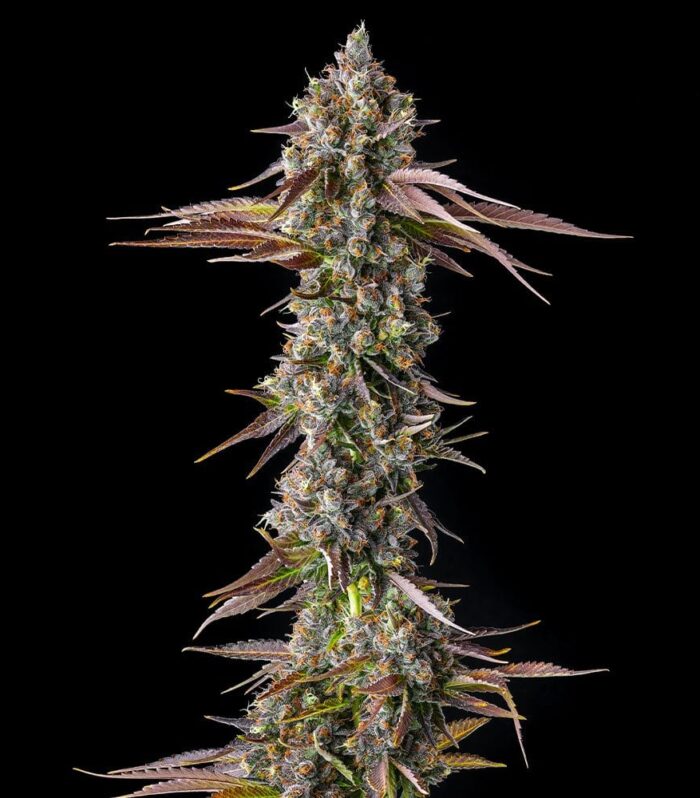 Sementes feminizadas Strawberry Skrilla – Compound Genetics