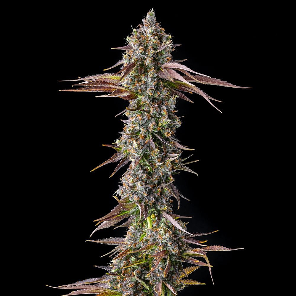 Sementes feminizadas Strawberry Skrilla – Compound Genetics